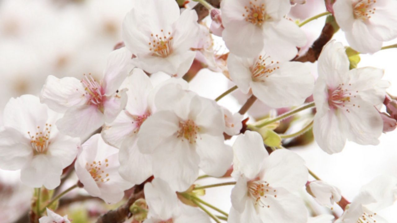 IT業務改善の専門家 SakuraThanks